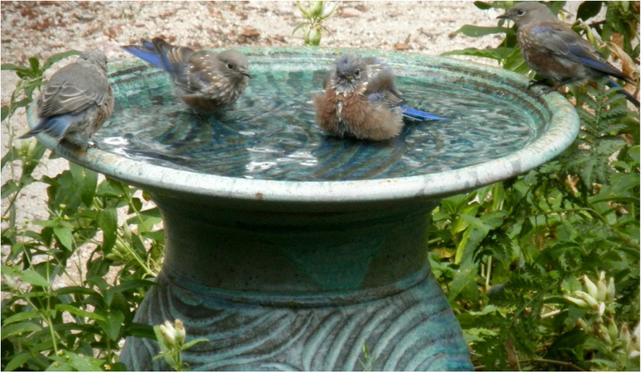 Product testing of Dirty Bird Bird Baths by eager Colorado volunteers