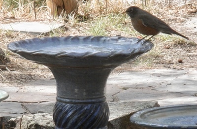 Local robins enjoy product testing Dirty Bird Bird Baths